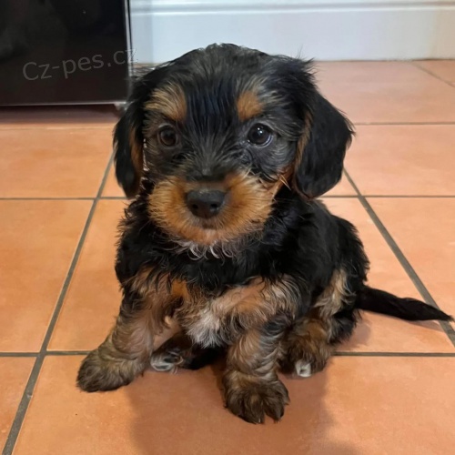 MINI �T���TKO YORKIPOO