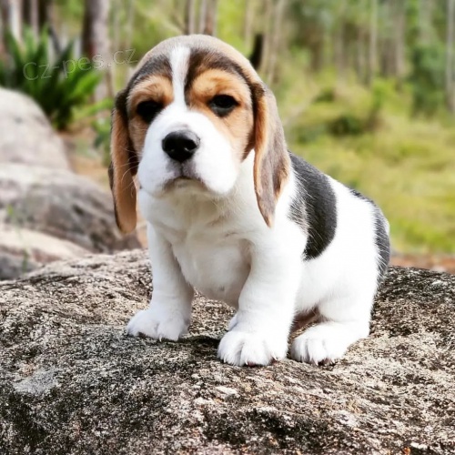 �t��ata b�gla