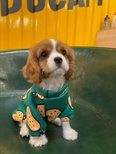 Prod�m mini o�kovan� �t��ata Kaval�r King Charles Spaniel.