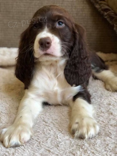 Prod�m kr�sn� a rozko�n� �t���tka anglick�ho �pringr�pan�la.