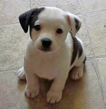 �t��ata jack russell teri�ra.