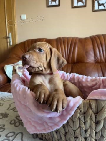 Ma�arsk� oha� kr�tkosrst� s PP(pejsek a fenka)