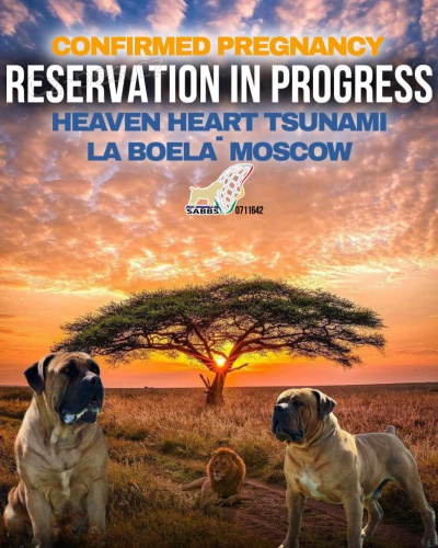 Jihoafrick� mastin - Boerboel �t��ata