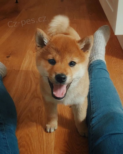 �T��ATA MINI SHIBA INU