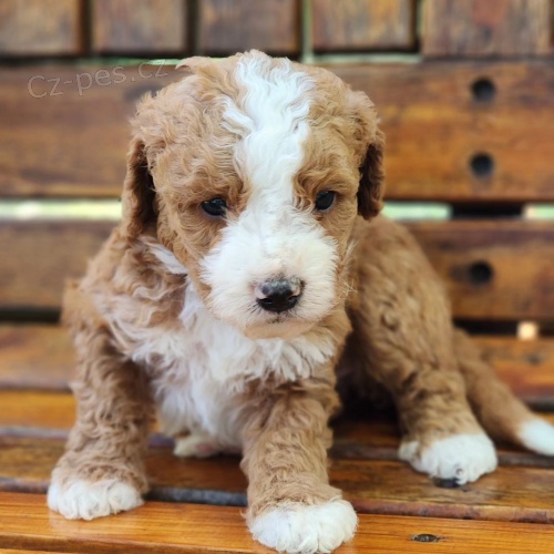 mini �t��ata Bernedoodle.