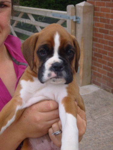 o�kovan� �t��ata boxera k adopci.