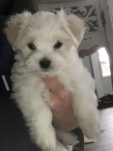 �t��ata bi�onka.