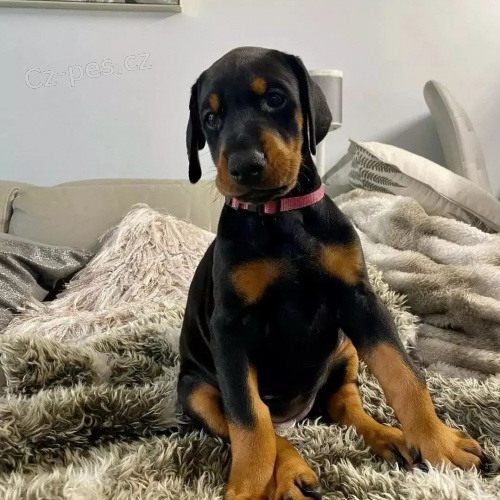 �t��ata dobrmana