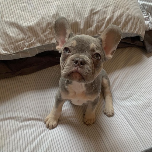 �t��ata francouzsk�ho buldo�ka.