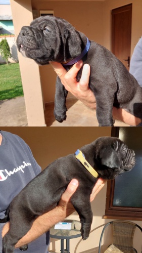 Cane Corso �t��ata