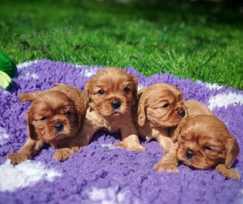 Kaval�r king charles spaniel �t���tka s PP