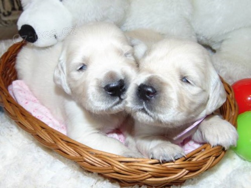 Zlat� retr�vr - Golden retriever- �t�n� s PP