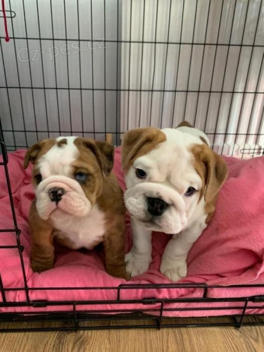 �t��ata anglick�ho buldo�ka