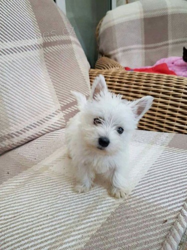 �t��ata West Highland White teri�r� k adopci.