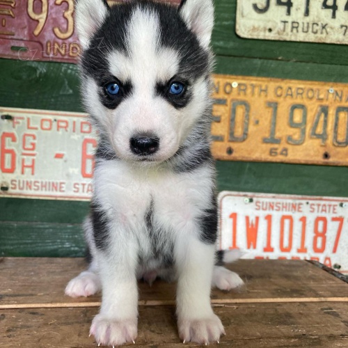 Zdrav� �t��ata sibi�sk�ho huskyho k adopci