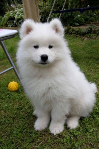 Zdrav� �t��ata samojeda k adopci