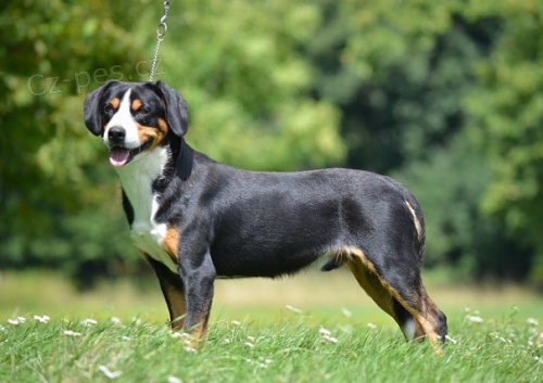 �t�n� Entlebu�sk�ho sal. psa