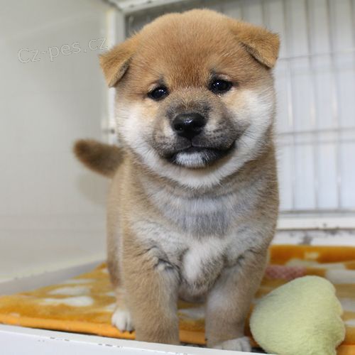 �T��ATA MINI SHIBA INU