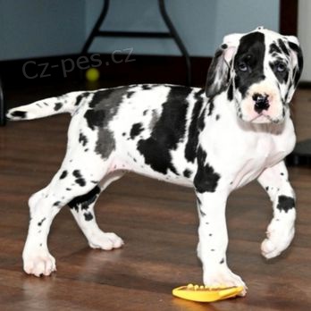 Prod�m zdrav� o�kovan� �t��ata n�meck� dogy