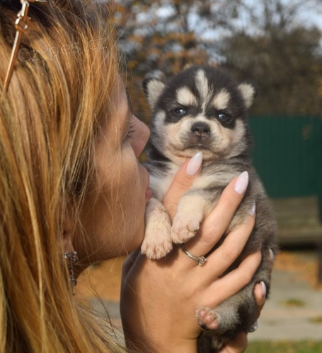 PROD�M �T��ATA ALASKAN KLEE KAI