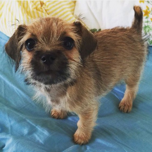 Prod�m �t��ata border teri�ra.