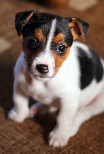 z�skejte k prodeji ��asn� a zdrav� �t��ata jack russell teri�ra.