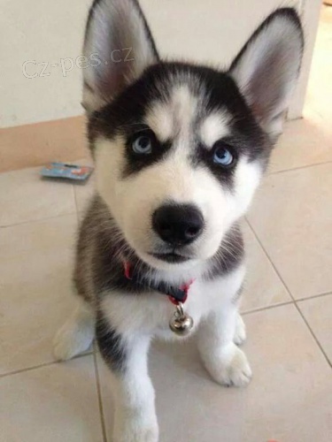 Zdrav� �t��ata sibi�sk�ho huskyho k adopci