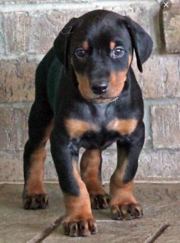 �t��ata dobrmana