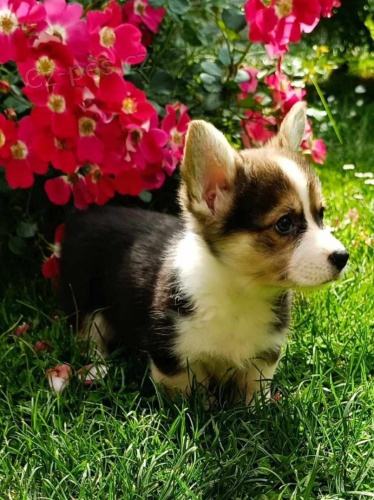 Vel�sk� Corgi Pembroke �t��ata