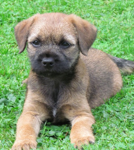 Prod�m �t��ata border teri�ra.