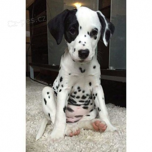 Prod�m o�kovan� �t��ata dalmatin�