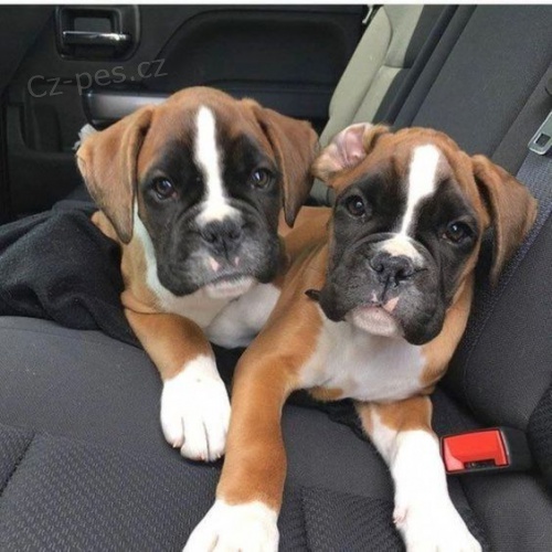 o�kovan� �t��ata boxera k adopci.