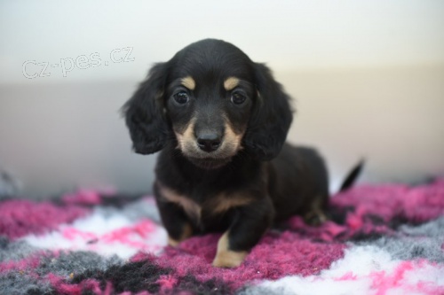 Prod�m dlouhosrst� �t��ata jezev��ka MINI