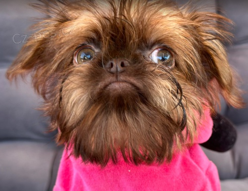 Griffon �t��ata