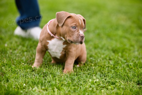 American bully Pocket �t��ata