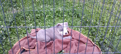 Americk� staford��rsk� teri�r �t��ata