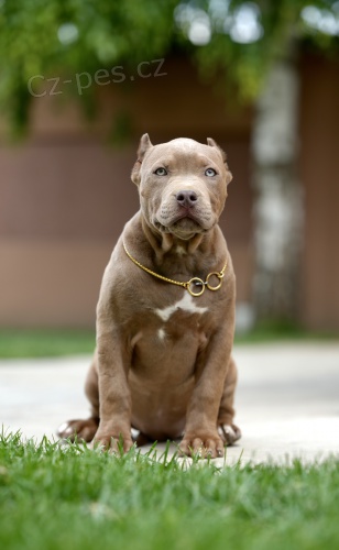 American Bully XL �t��ata