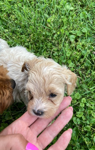 Maltipoo �t��ata na prodej