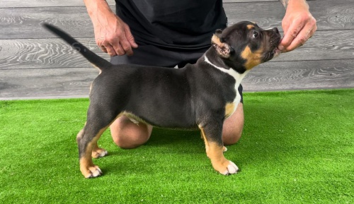 Americk� Bully Pocket �t��ata