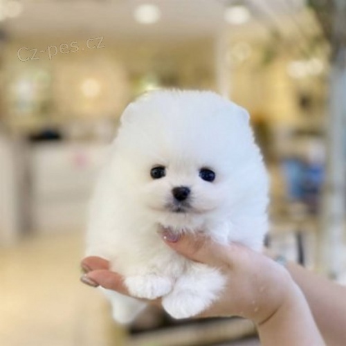 N�meck� �pic. Mini pomeranian bez PP