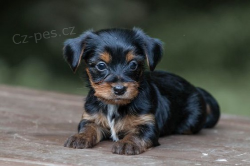MINI �T���TKO YORKIPOO
