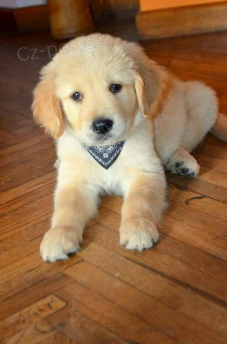 Prod�m �t��ata zlat�ho retr�vra.