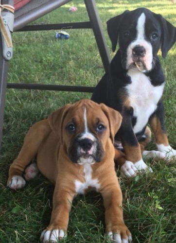 o�kovan� �t��ata boxera k adopci.