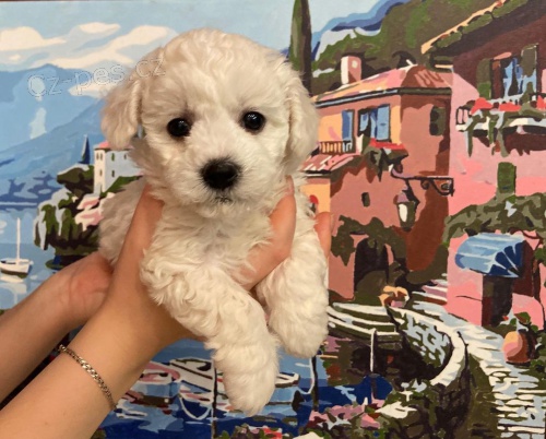 �t��ata bi�onka.