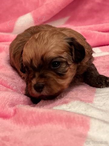 Rusk� barevn� bolonka s PP (Cvetnaja bolonka)