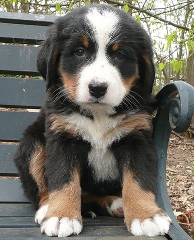 Prod�m �t��ata bernsk�ho sala�nick�ho psa.