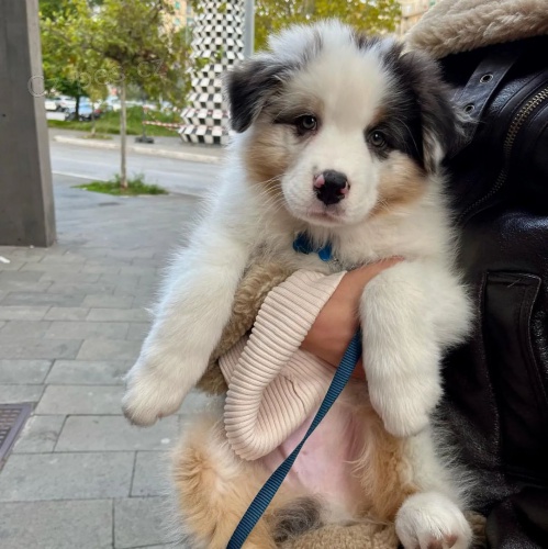 Prod�m roztomil� �t��ata australsk�ho ov��ka