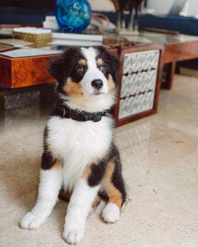 Prod�m roztomil� �t��ata australsk�ho ov��ka