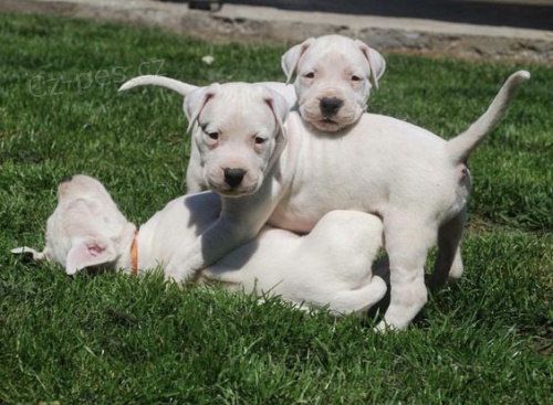 Prod�m zdrav� �t��ata argentinsk�ho doga.