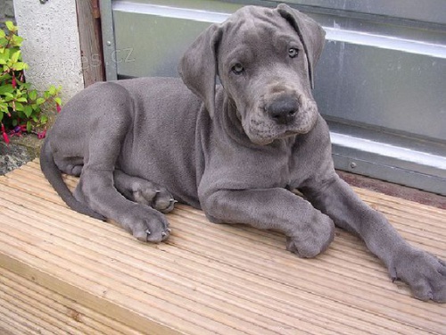 Prod�m zdrav� o�kovan� �t��ata n�meck� dogy